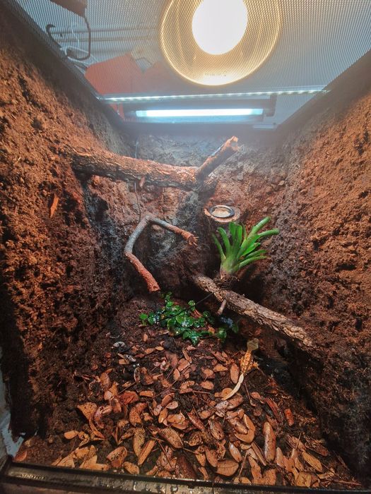 Terrarium dla gekona