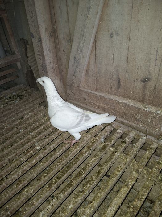 Gołebie staropolskie