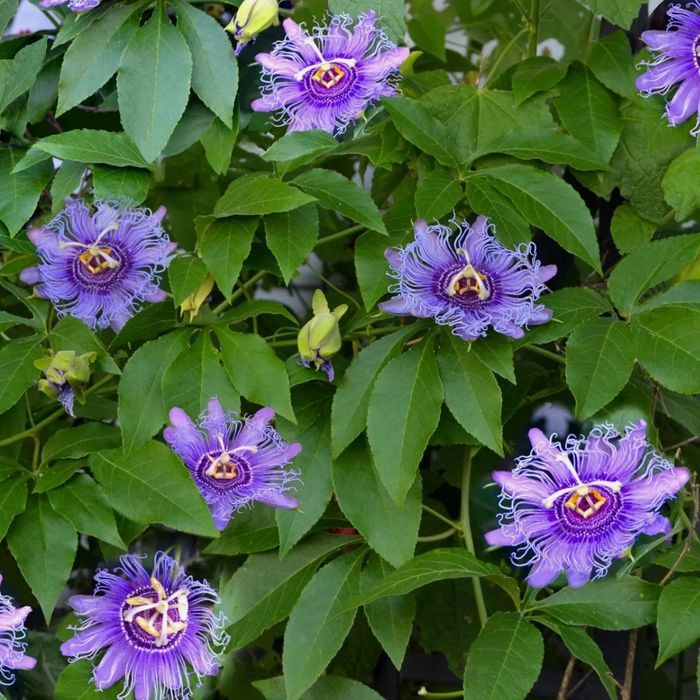 mrozoodporna Męczennica cielista (Passiflora incarnata) do -23 C