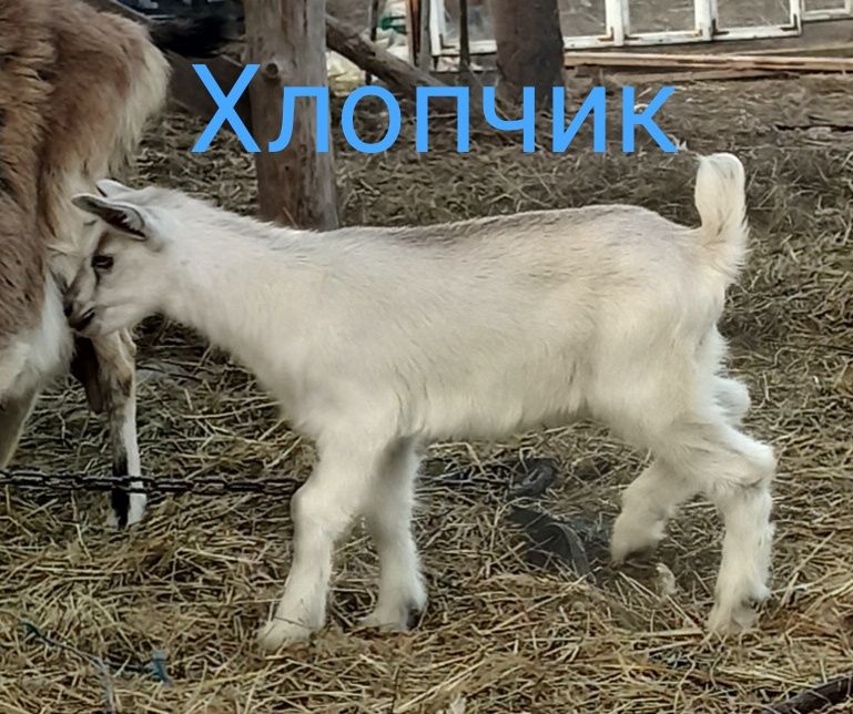 Продам козенят..