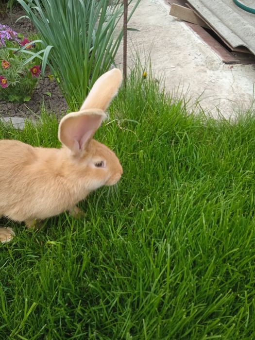 Бельгійський велетень