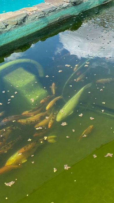 Карп Коі - декоративні