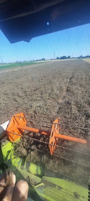 Facelia błękitna miododajna na mód wysyłka facelja pożytek ładna gruba
