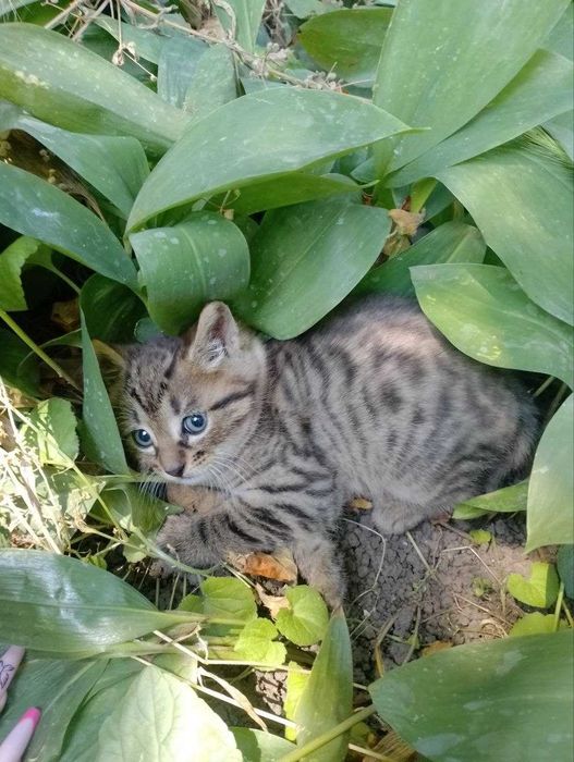 Кошеня, 1 місяць, хлопчик