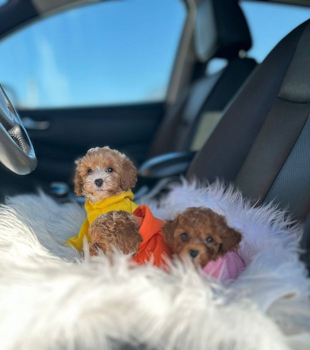 Мальтіпу  розкішні породисті собачки. Від заводчика. Всі документи