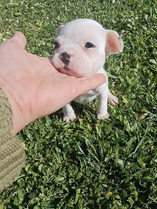 Bulldog francês macho lindo