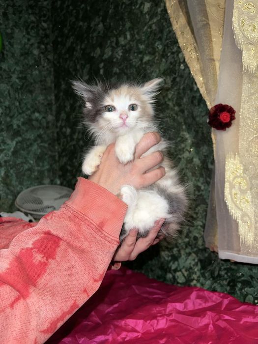 Девочка мейкунчик