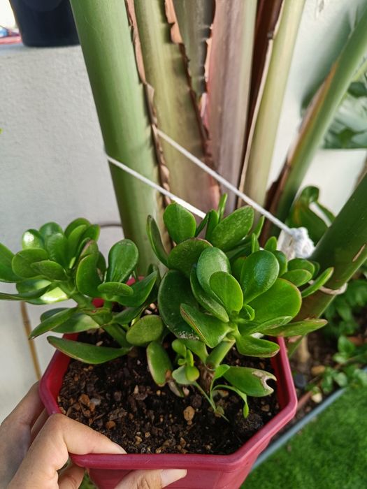 Planta Jade - sem vaso