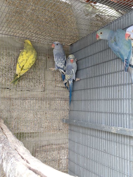 Ring necks malhados violetas, turquesas e verde cinza, cinza violeta