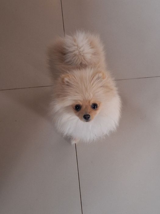 Szpic miniaturowy pomeranian dziewczynka suczka