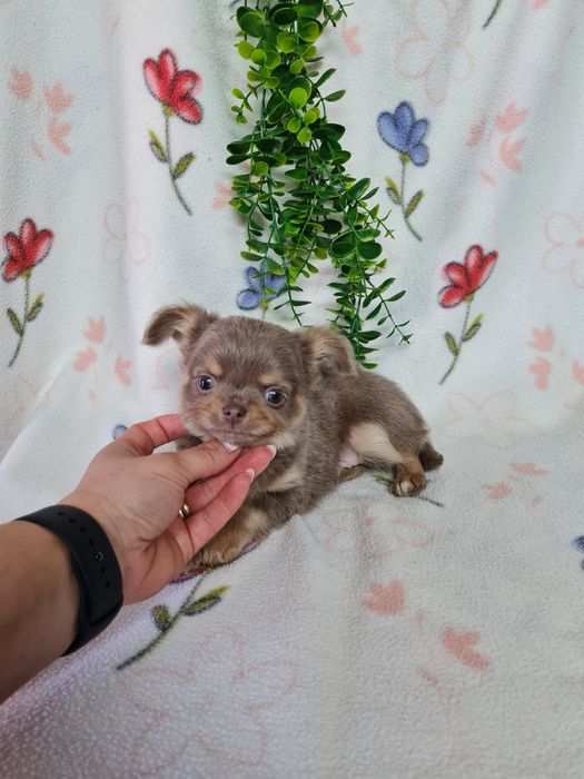 Excecional menino mini pelo comprido Chihuahua/Chiuaua de Qualidade