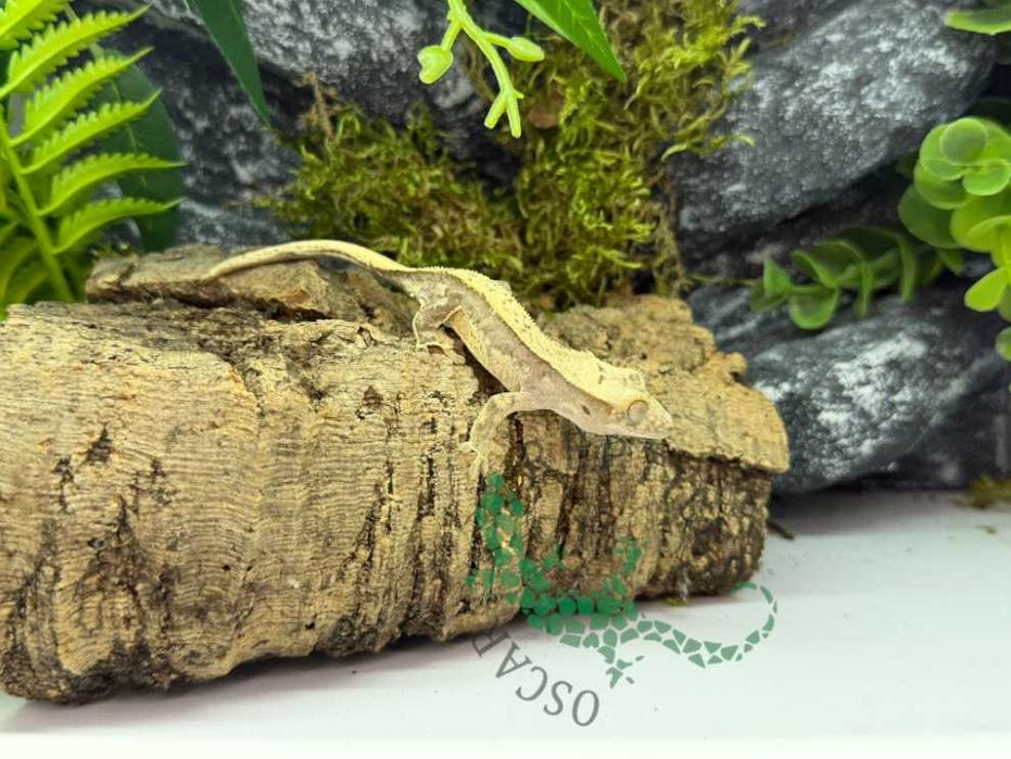 Gekon orzęsiony Gekony orzęsione Grudziądz