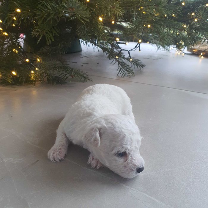 Szczeniaczek Bichon Frise