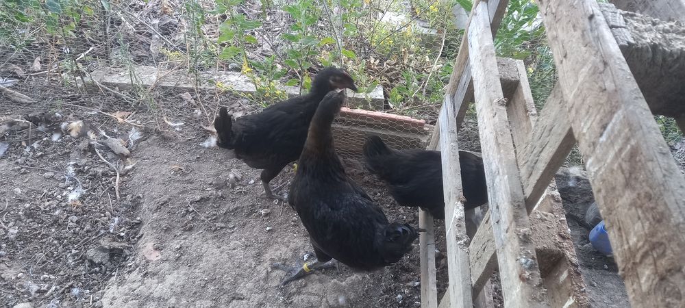Galinha Preta Lusitânia