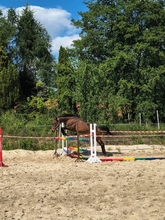 Klacz małopolska, 16 lat, 160 cm