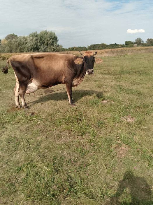 Продам корову, швідка