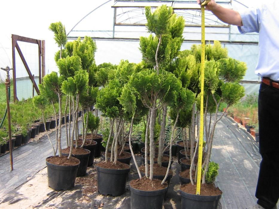 cyprysik lawsona ivonne bonsai . tuje . formowane drzewka Super cena !
