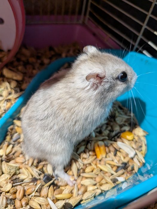 Віддам хом’ячків у добрі руки