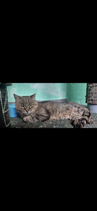 Терміново Котика в родину‼️