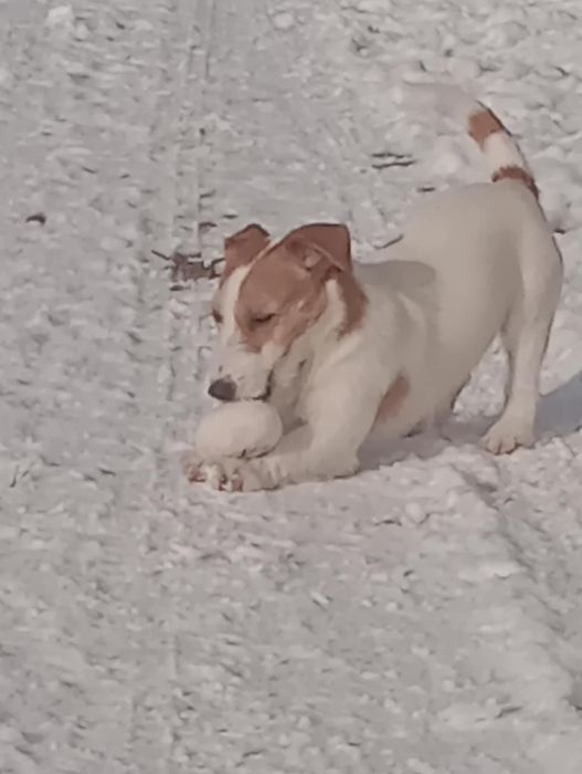 Piesek Jack Russel Terier szuka domu na zawsze