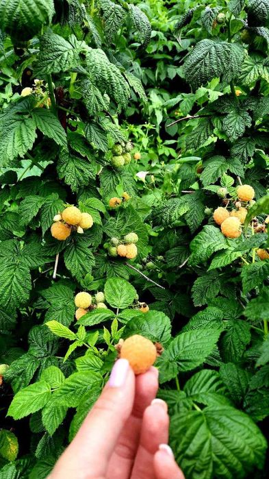 Продам саджанці солодкої  ремонтатної жовтої малини.