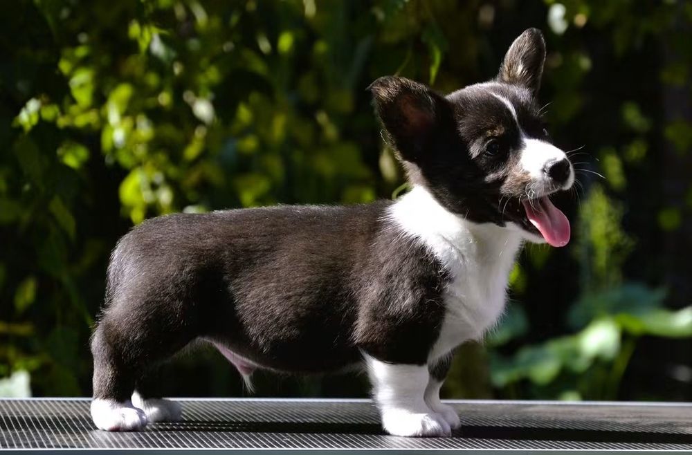 Welsh Corgi Cardigan chłopiec ZKwP FCI