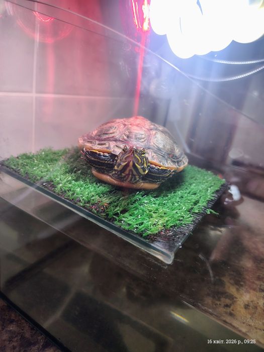 Червоновуха черепаха