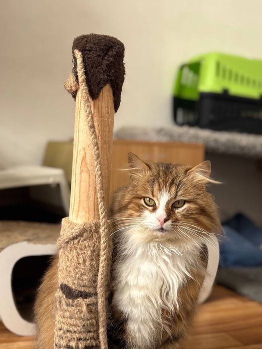 Шикарний котик Дісней чекає на родину
