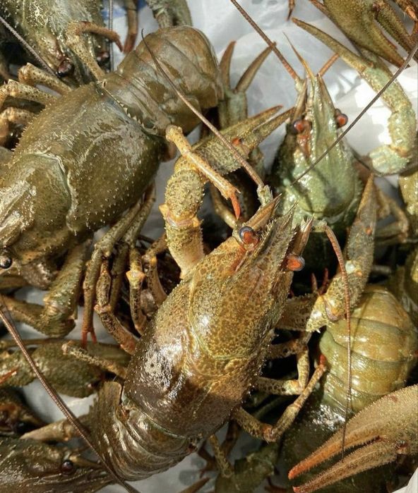 Продам ставкових раків