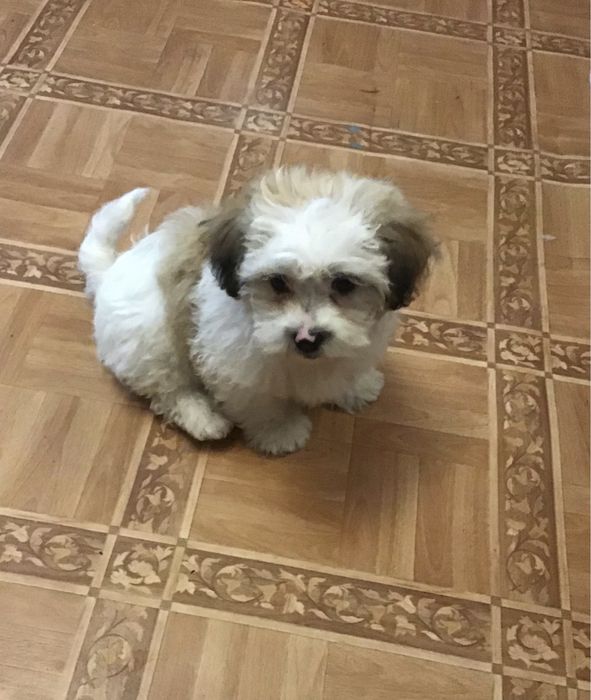 Акция)))Щенки ши-пу, 2 мальчика