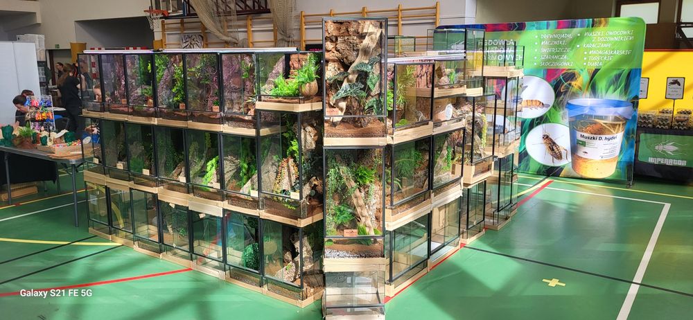 Terrarium 40x40x60 z wystrojem, ścianką, Gekon. WYSYŁKA