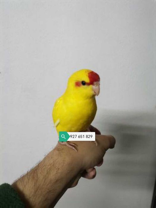 Agraponis/Roseicolis domésticados