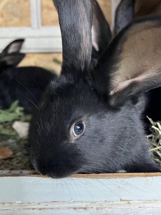 Продам кролей порода Фландр