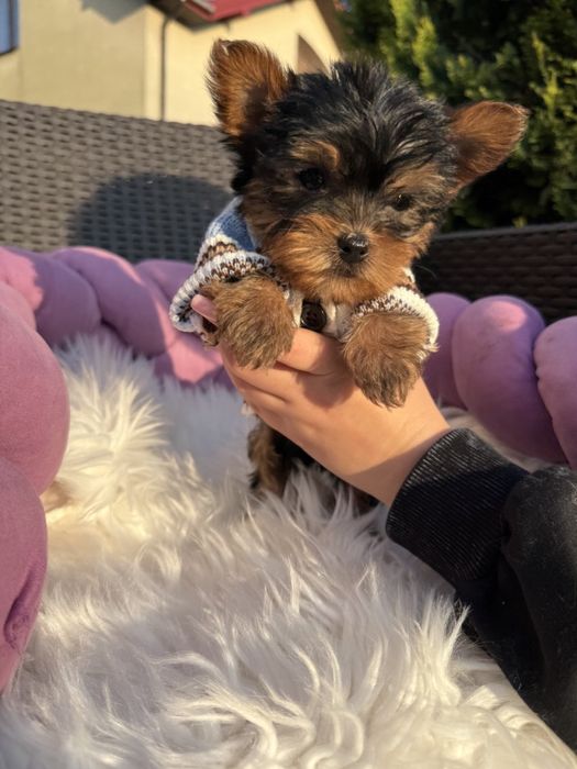 Йоркширський терєр