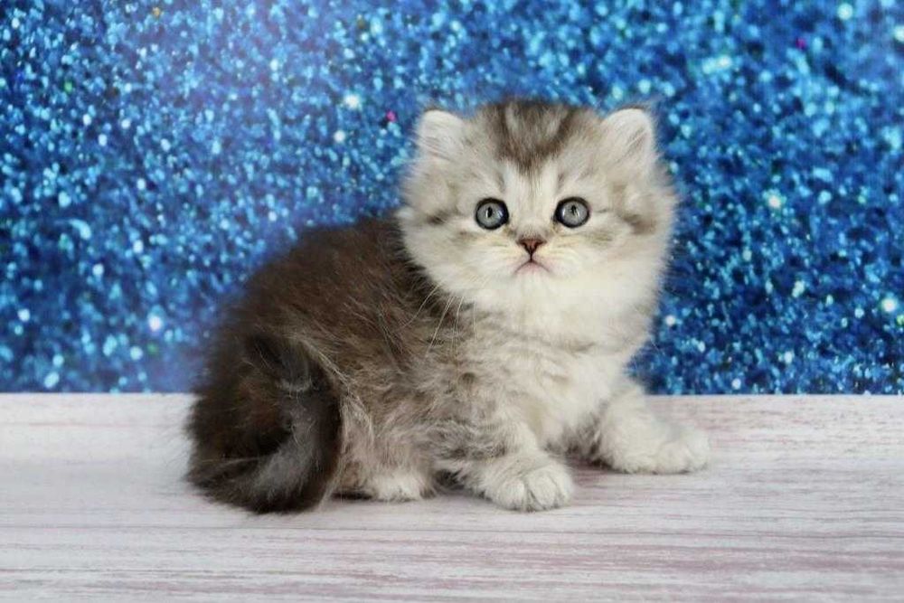 Надзвичайно красивая кішечка