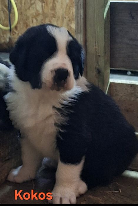 Owczarek Środkowoazjatycki szczenięta