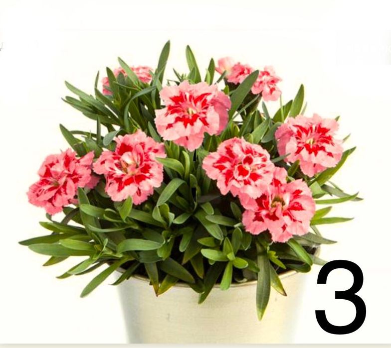 Гвоздика Оскар черенок саджанці