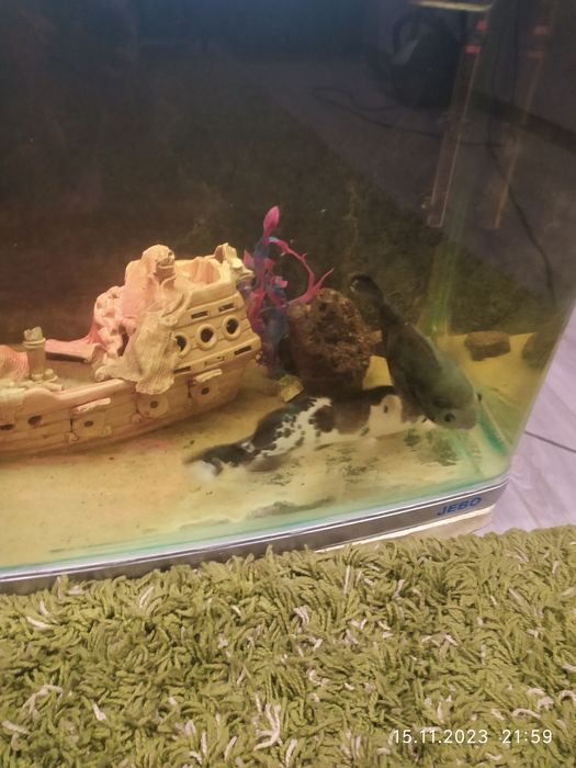 Сом 32 сантиметра