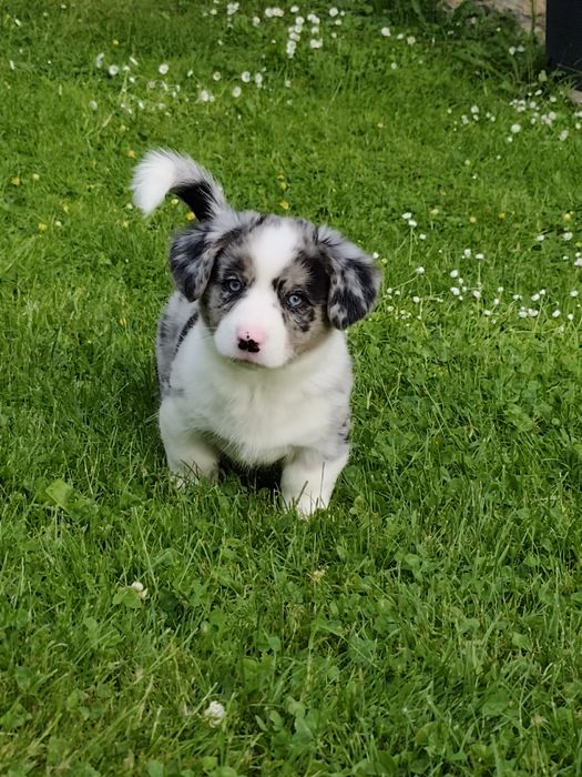 Maluszek Welsh Corgi Cardigan MAX