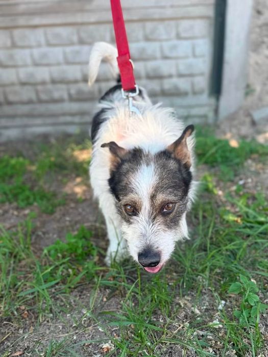 2-letni,nieduży Ups poleca się do adopcji