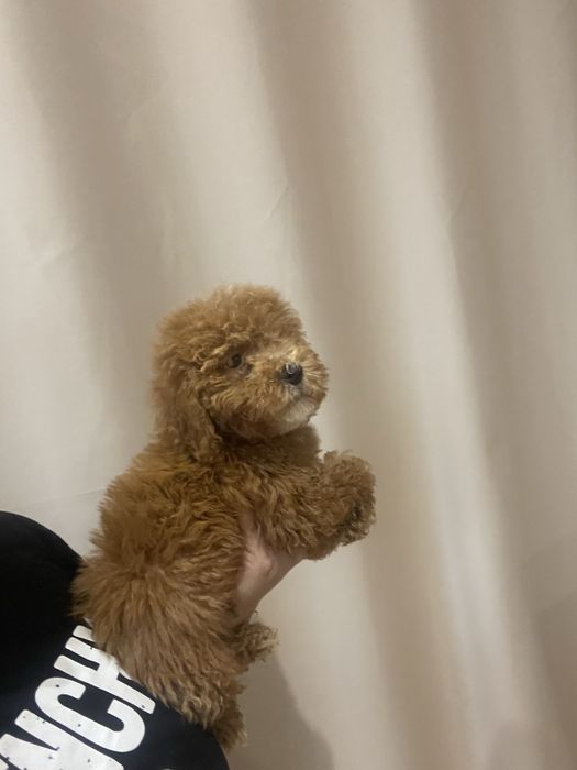 Мальтіпу ф1 та ф2