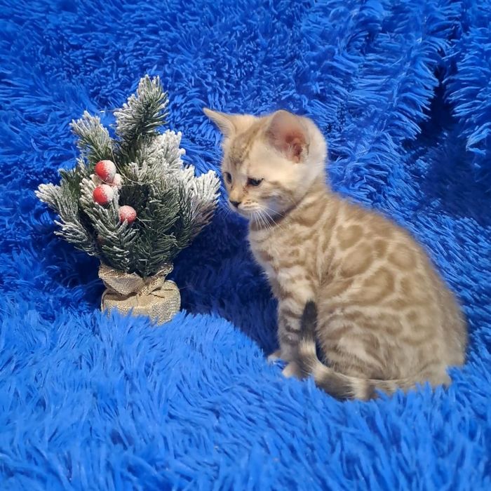 Снежный бенгальский мальчик