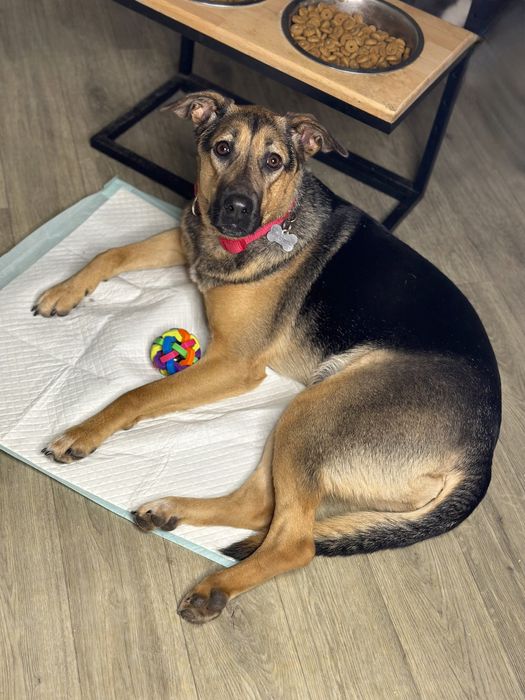 Кімі шукає найкращу родину