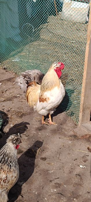 Продам чубаті півні