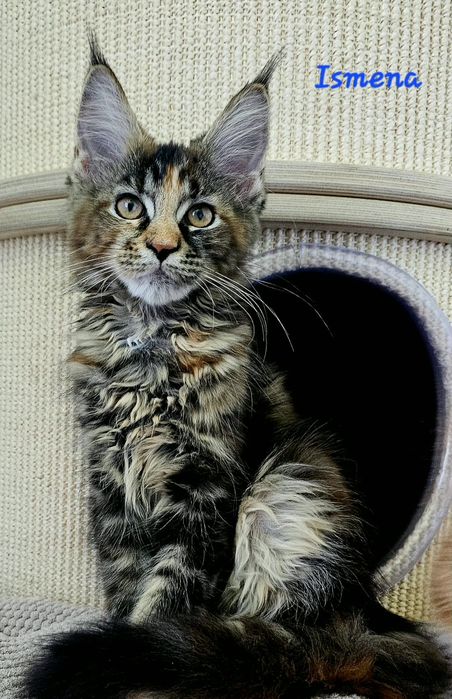 Kotka Maine Coon