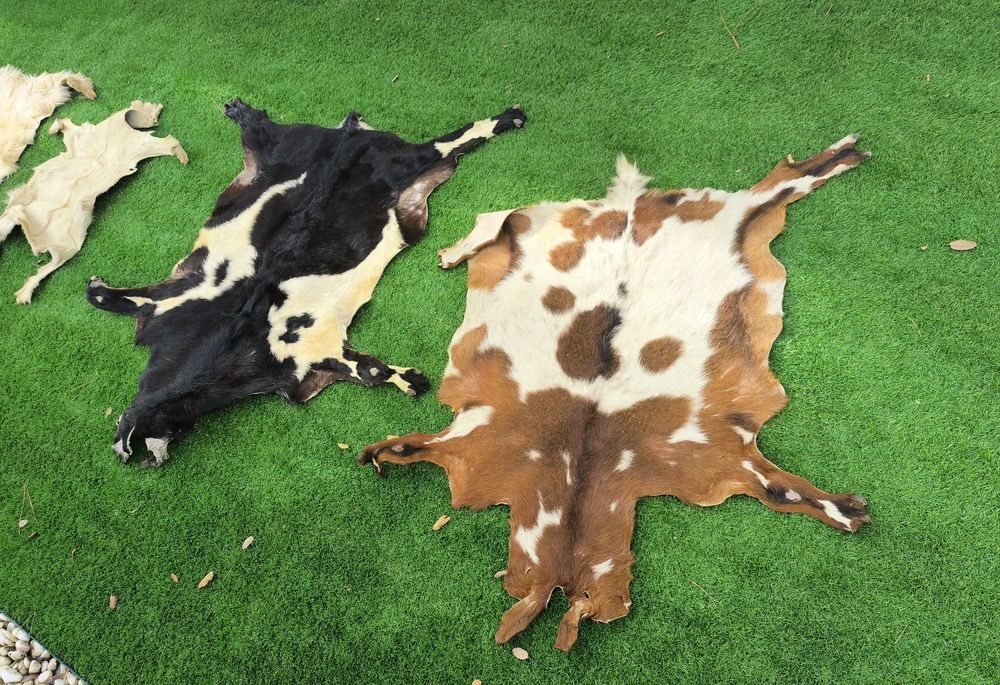 Pele de cabra genuína - instrumentos - decoração