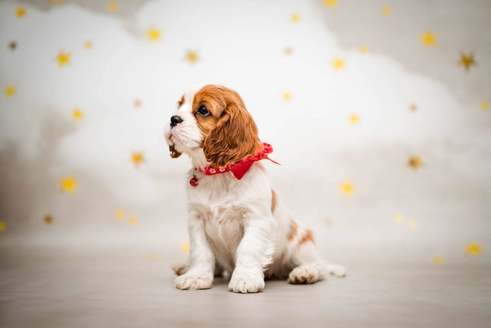 Cavalier king charles spaniel suczka