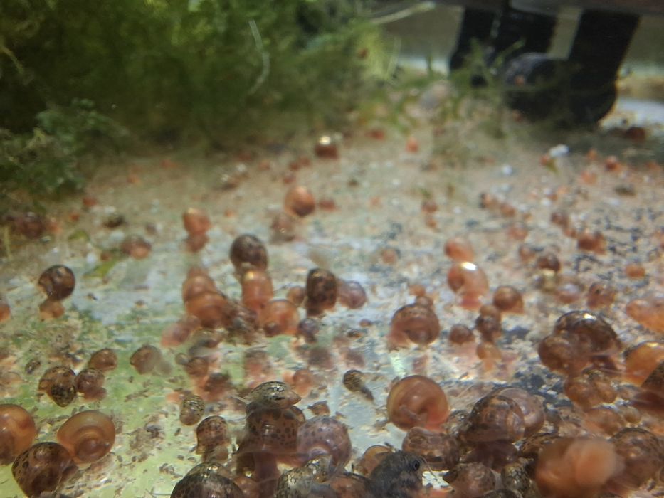 Ślimak zatoczek różowy