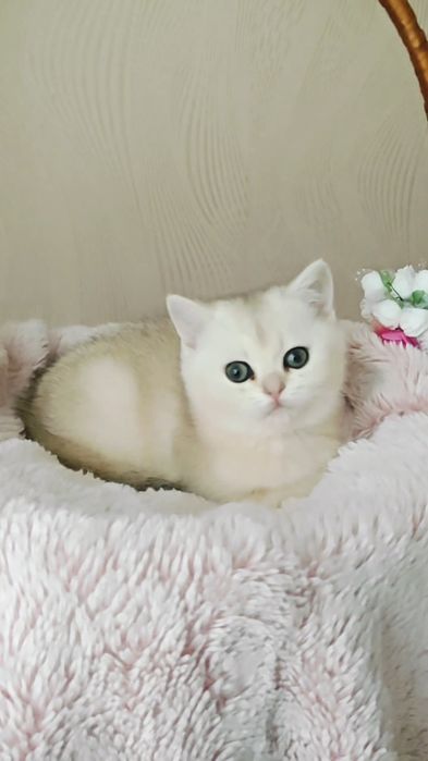 Девочка и мальчик серебристые шиншиллы