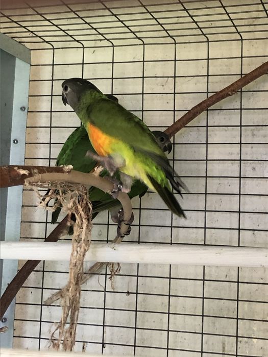 Poicephalus senegalus